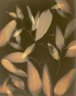 Smilax glyciphylla, Native sarsparilla - Lumen print, unique silver gelatin, 8x10